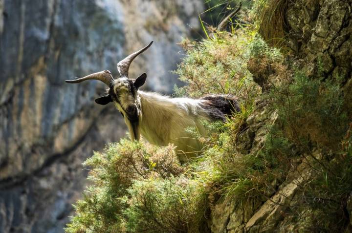 As cabras montesas vivem entre as falésias do rio Cares