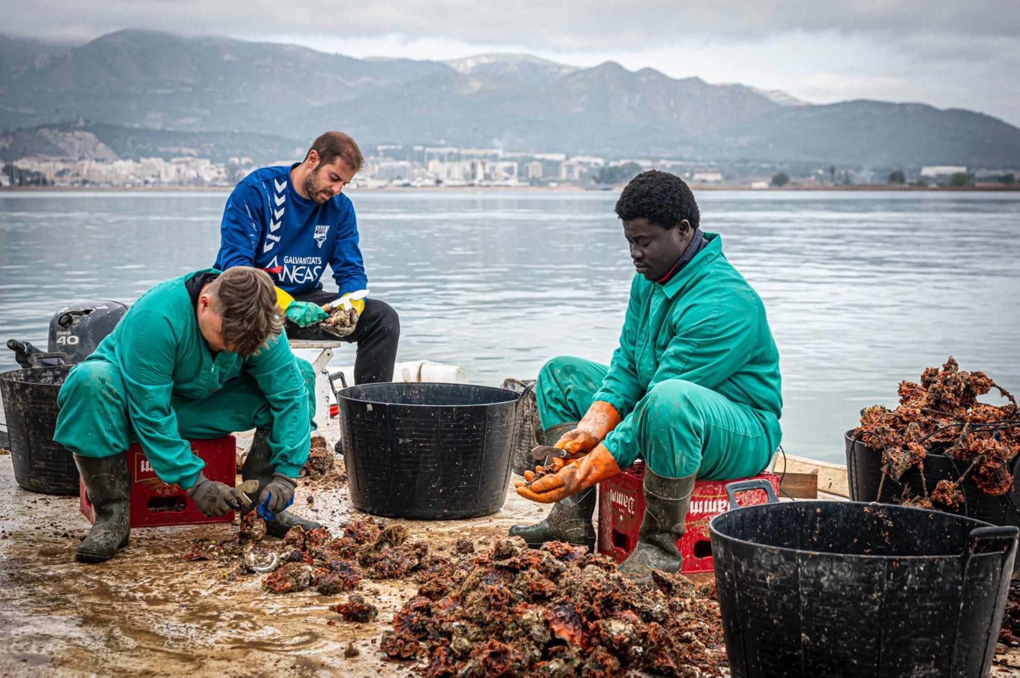 Trabajadores limpiando ostras en la batea de Musclarium