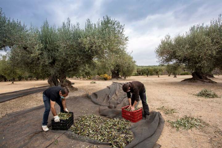 Los olivos más ancianos de Europa están en la provincia de Castellón y su aceite se llama Farga.