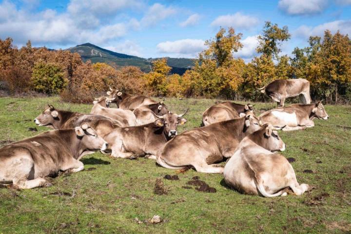 Carne buey 'Valles del Esla': bueyes recostados