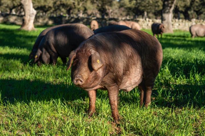 Ejemplar de cerdo torbiscal en la dehesa de Los Pedroches
