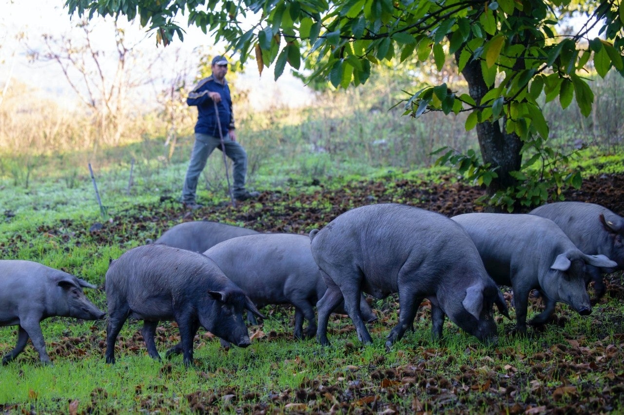 Castañas para los cerdos ibéricos más en forma