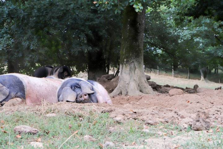 Los cerdos campan (y duermen) con total libertad en la explotación.
