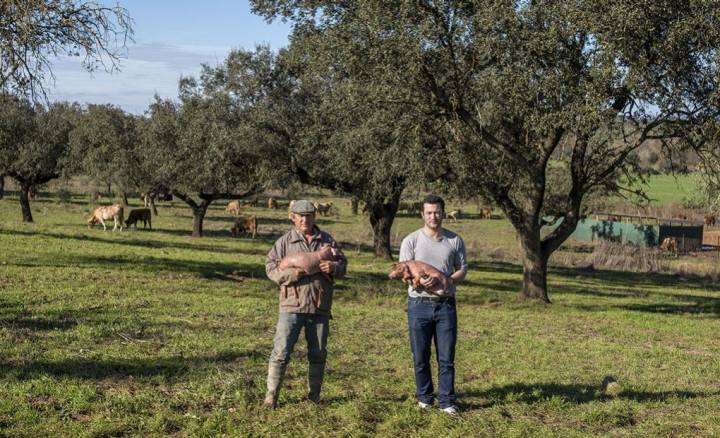 Joaquín y Manuel, Quercus