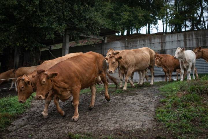 Las vacas de raza rubia gallega saliendo a pastar