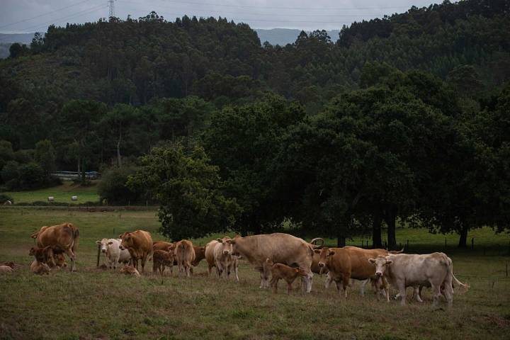 El rebaño experimental del centro de investigaciones agrarias de vacas rubias gallegas es fundamental para los estudios.