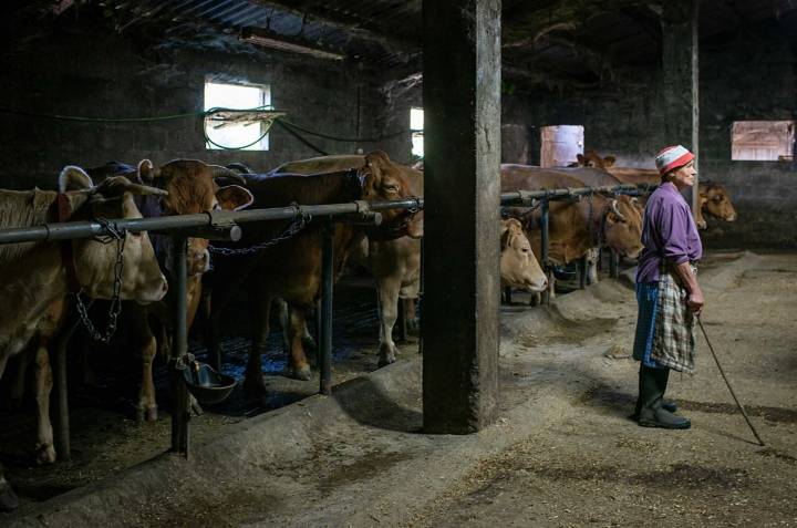 Una ganadera de 71 años, Mari Carmen, cuida de sus vacas en un establo en Galicia.