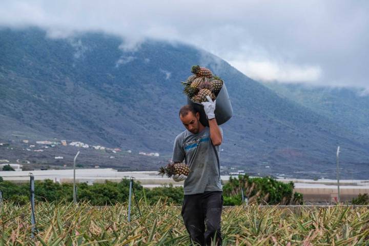 Ahmed, el joven que trabaja con los hermanos Castañeda, recolectando la piña tropical