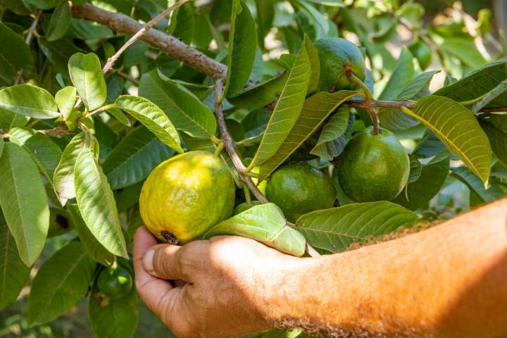 Piezas de guayaba en el árbol