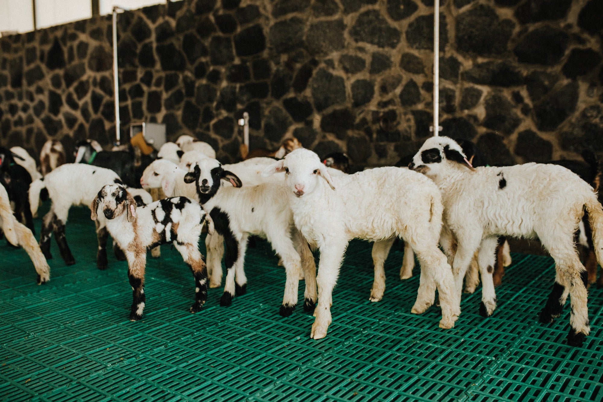 Finca de Uga (Lanzarote) varias cabras