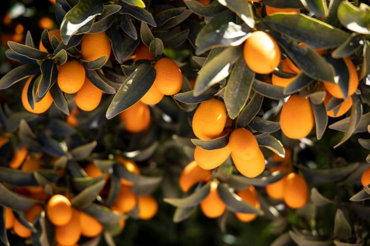 Finca Giallo Royal árbol kumquat