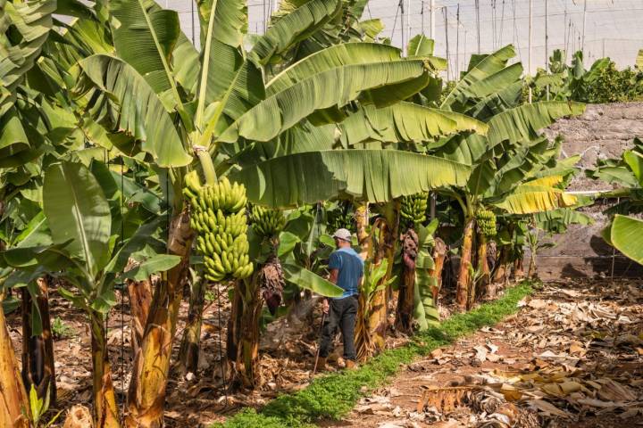 Trabajador en la finca La Calabacera (Tenerife).