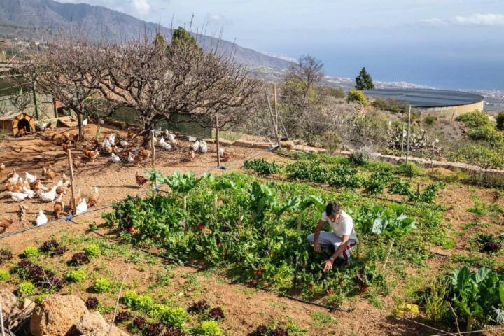 Huerto de la finca La Jara (Arafo, Tenerife).