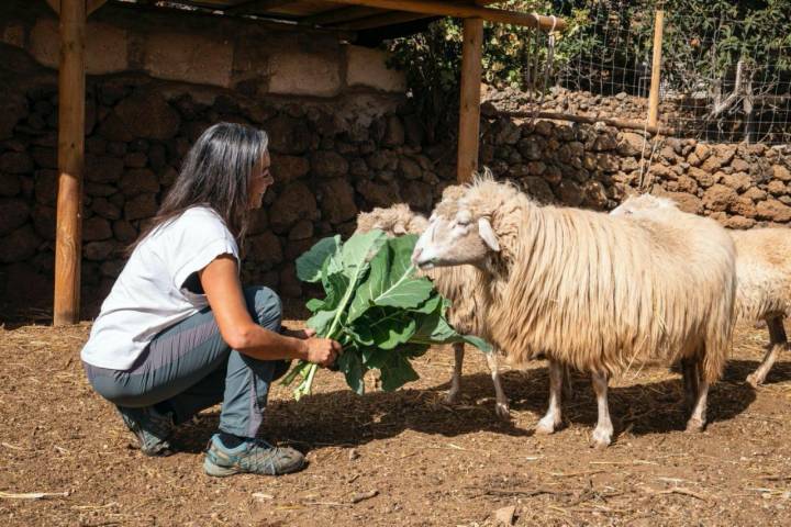 Pilar dando de comer a dos ovejas palmeras de la finca La Jara (Arafo, Tenerife).