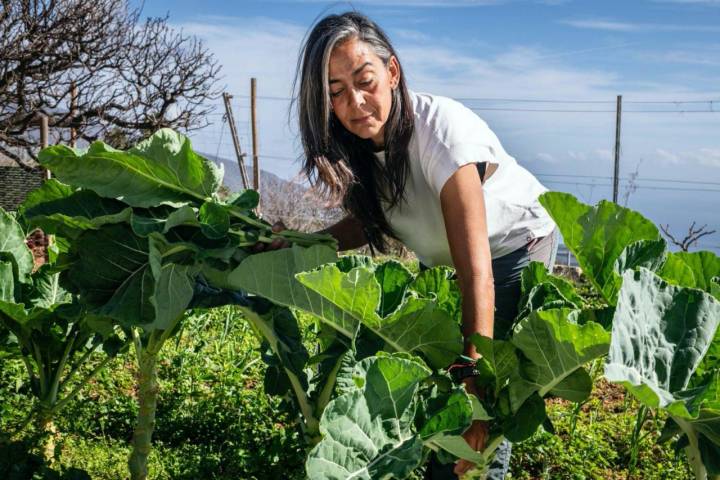 Pilar recogiendo verduras de su huerta ecológica de la finca La Jara (Arafo, Tenerife).