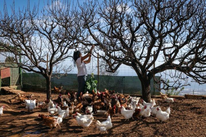 Gallinero de la finca La Jara (Arafo, Tenerife).