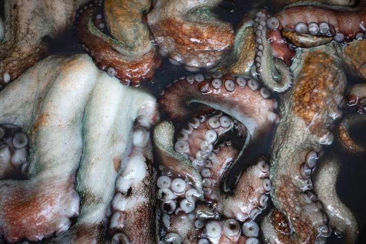 Tentáculos de pulpo sumergidos en agua.