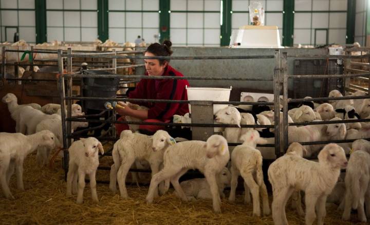La alimentación de estas ovejas se basa en productos ecológicos.