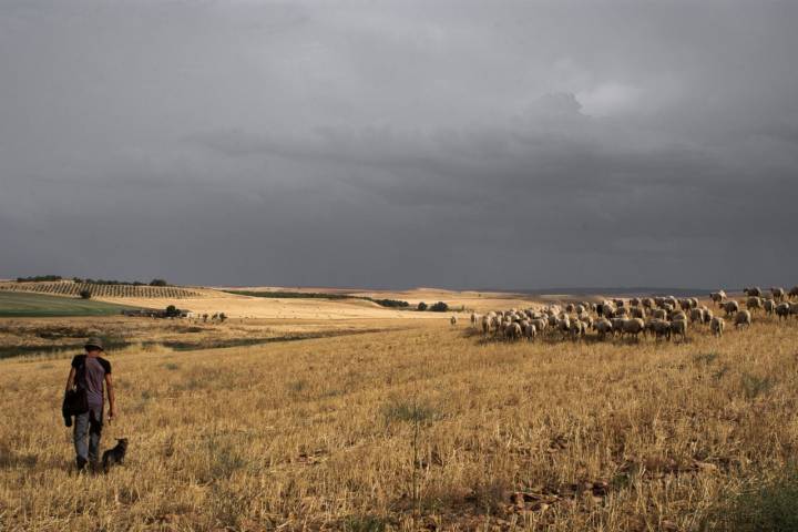 300 hectáreas de pastoreo para 2.500 ovejas.