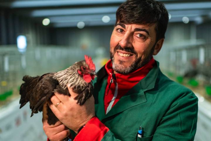 El federado Julián Salinas, con su castellana negra, ideal para empezar un gallinero.