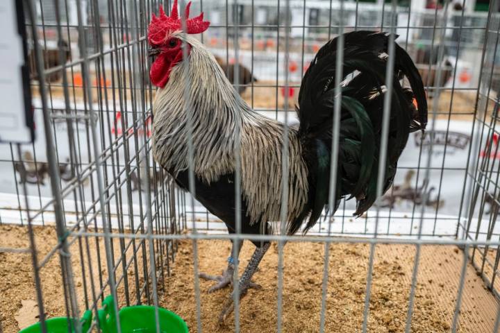 Gallo pardo de León.