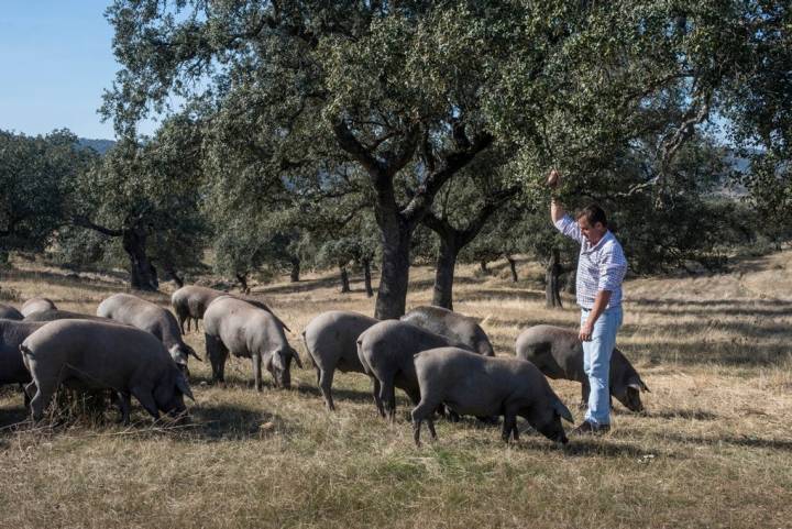 Ildefonso atrae a varios cerdos ibéricos con bellotas recién caídas.