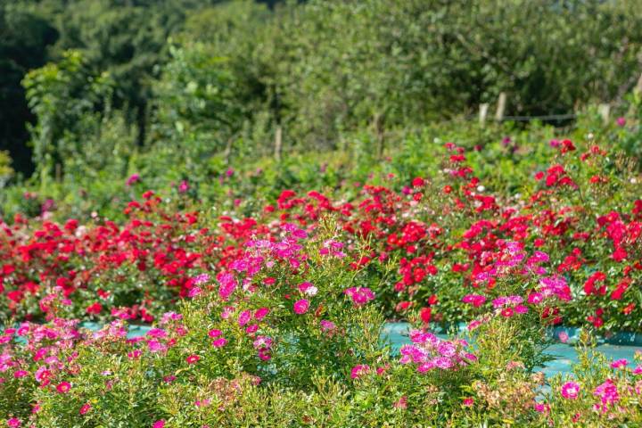 Distintas variedades de rosas en La Flor del Agua