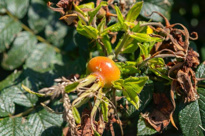 El escamujo de la rosa rugosa