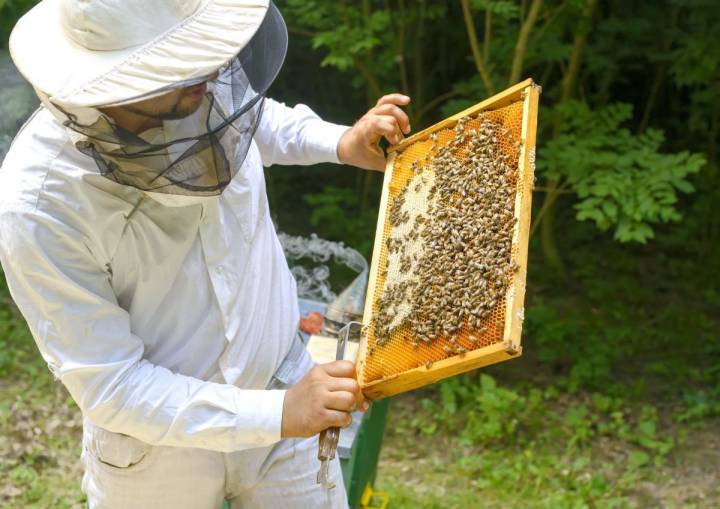 El apicultor extrae un cuadro de un panal. Miel, polen, jalea real, cera, propóleo... son algunos de los productos que obtiene. Foto: Shutterstock.