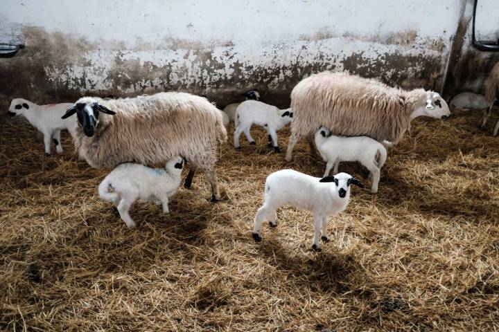 Varios corderos lechales cerca de sus madres.