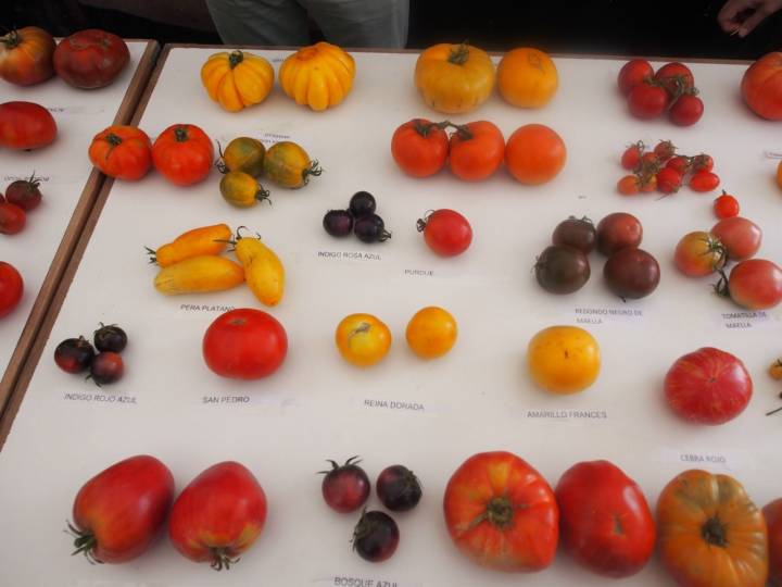 Colección de tomates de Carlos Gil