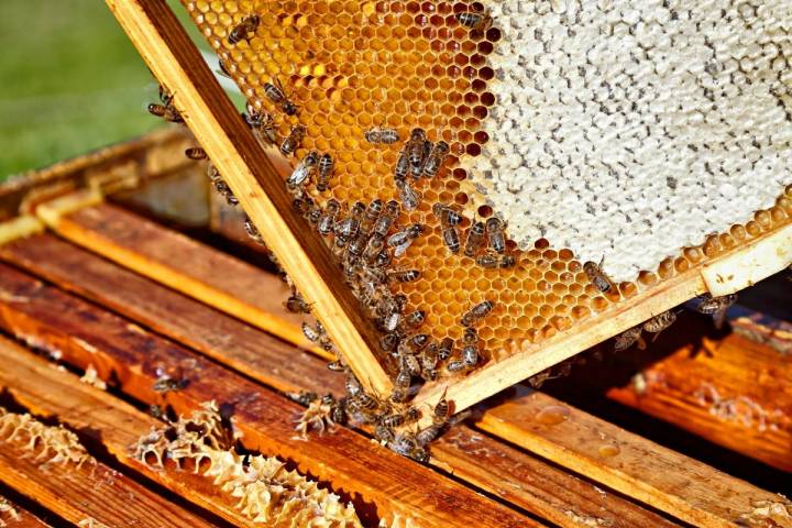 Detalle de un panel de abejas produciendo miel