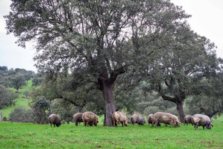 Montanera 'Extrem Puro Extremadura': cerdos en la dehesa (apertura)