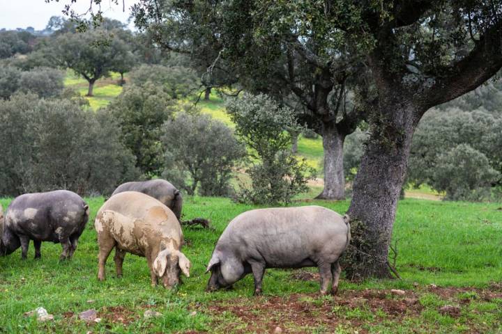 Montanera 'Extrem Puro Extremadura': cerdos en la dehesa rematados