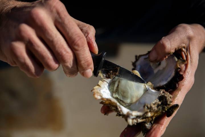 Las ostras de Perlas de Valencia se han hecho un hueco en el mercado 'gourmet'.