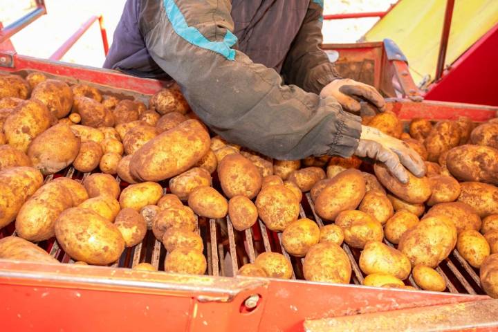 Selección patatas