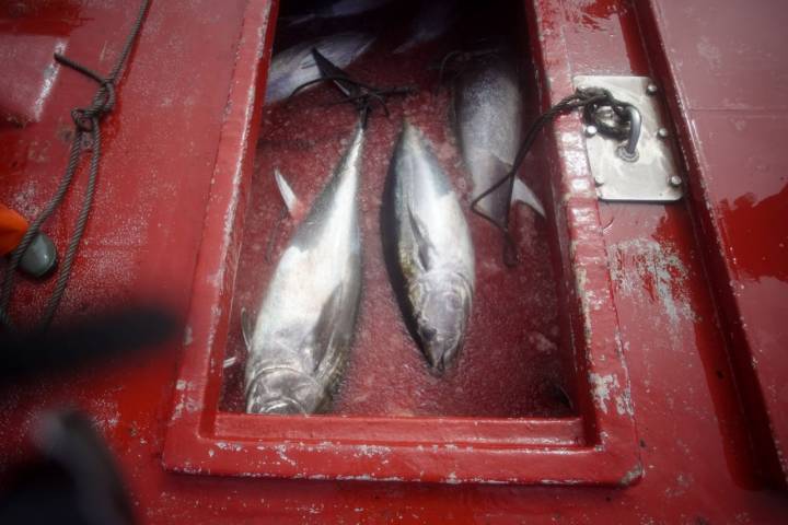 Los atunes vuelven al puerto sumergidos en aguanieve.