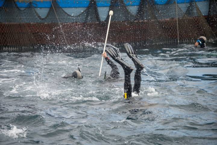 Los buzos, con las luparas en la mano, se sumergen para capturar a los atunes.
