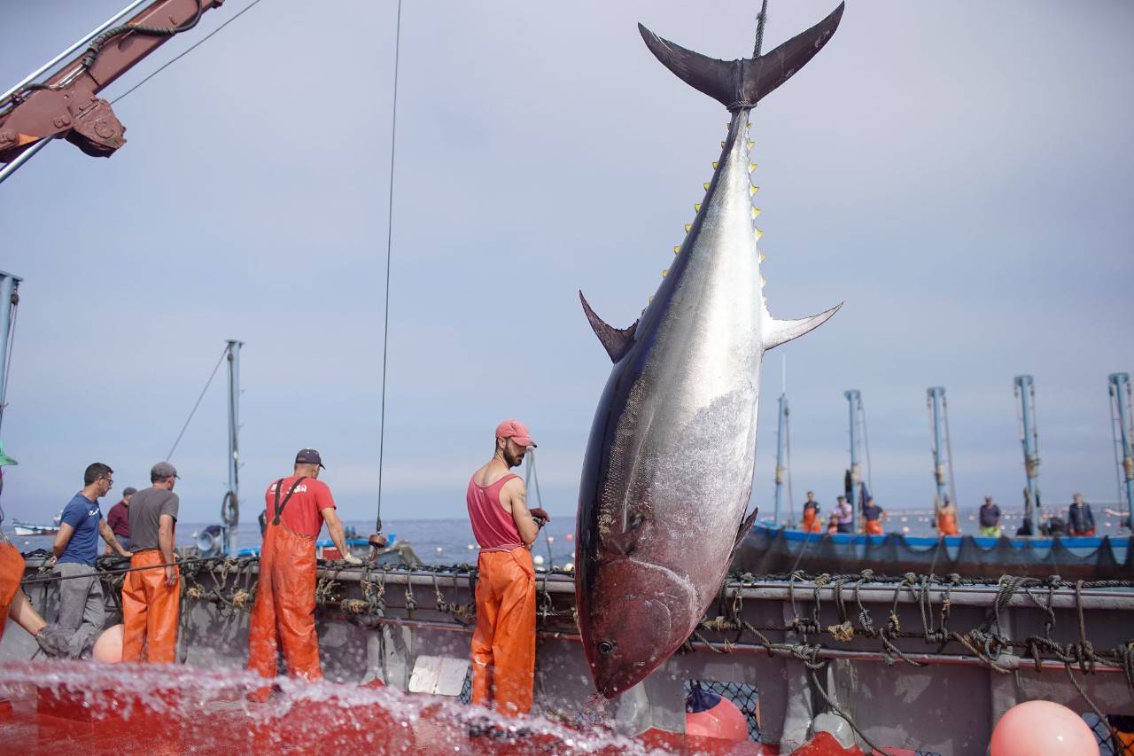 El momento de subir al barco los atunes salvajes de entre 100 y 400 kg.
