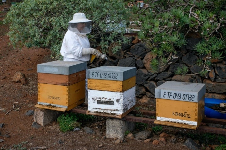 Nieves Estévez, apicultora de Mieles Giovanni (Tenerife)