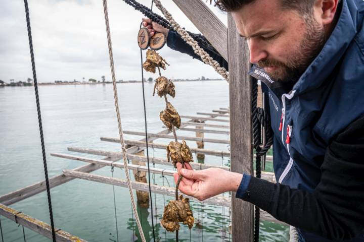 Albert Grasa, propietario de Musclarium,, criadero de mejillones y ostras en el Delta del Ebro