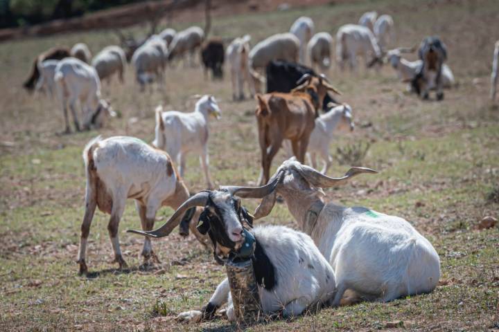 Cabras, de la raza rasqueta, en la sierra del Montsiá