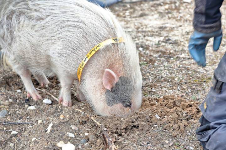 Hasta el año pasado, en Castilla y León estaba prohibido el uso de cerdos para recoger trufas.