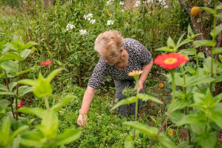 Mª Teresa coge orégano fresco plantado entre flores y hortalizas en su huerto de Santa Cristina do Barro.