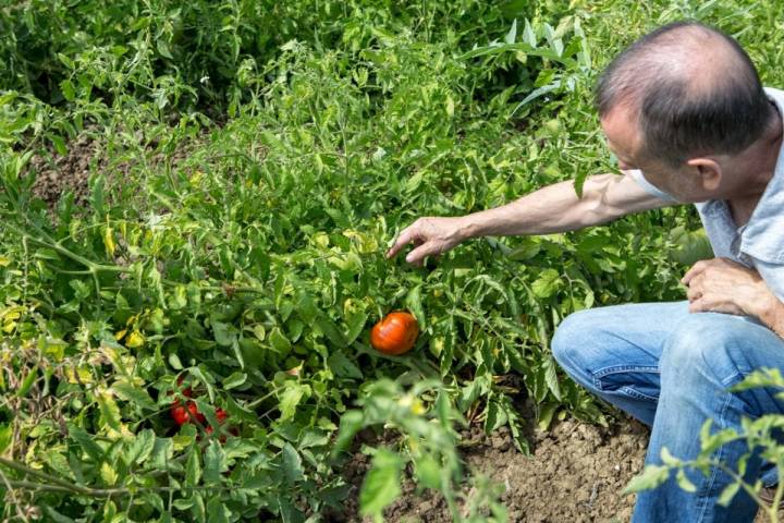 Tomates antiguos de Navarra: José Uranga en el huerto de Peralta