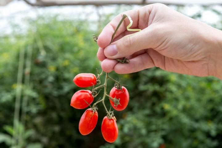 Tomates antiguos de Navarra: tomates cherry en rama en el invernadero Sola