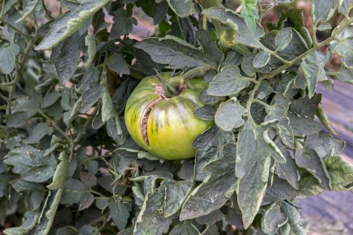 Tomates antiguos de Navarra: tomates rajados en la mata