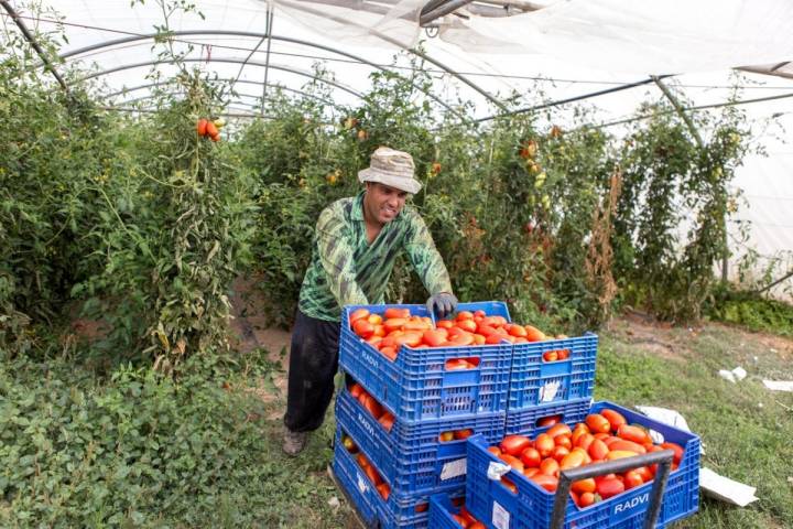 Tomates antiguos de Navarra: recogiendo tomates pera en el invernadero de Sola
