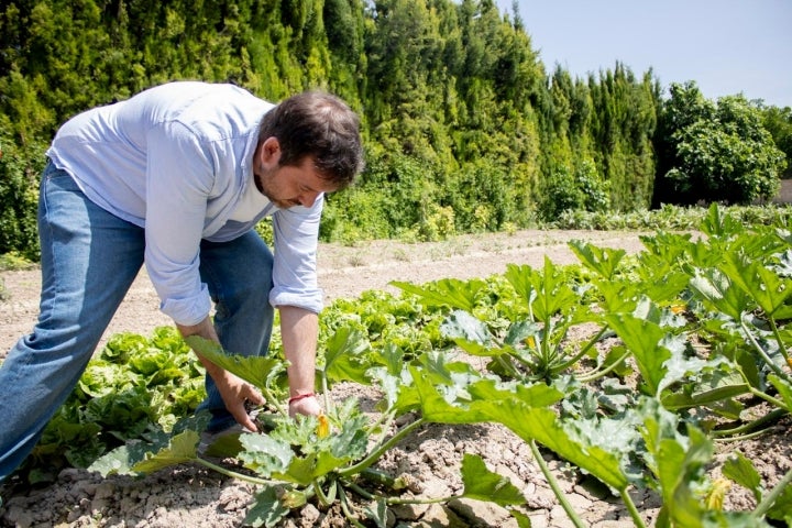 En su propia huerta, Juan Salcedo selecciona el calabacín en su momento justo de cultivo En su propia huerta, Juan Salcedo selecciona el calabacín en su momento justo de cultivo