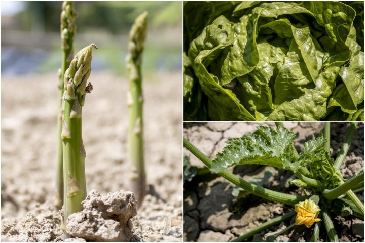"La huerta es muy caprichosa, tanto en cantidad como en variedad", aseguran los hermanos "La huerta es muy caprichosa, tanto en cantidad como en variedad", aseguran los hermanos